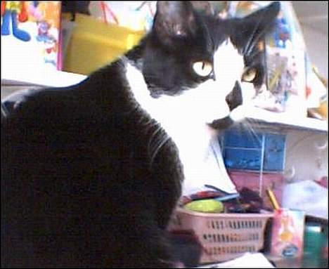 Huskat Kitty  - hov, hvad sker der?! billede 4