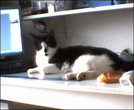 Huskat Kitty  - det er dejligt at lægge her, mere dejligt når man bliver kælet billede 5