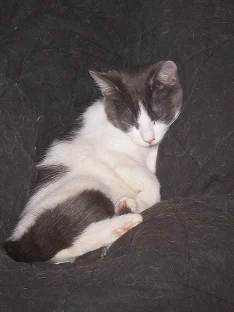 Blanding af racer Nemo billede 8