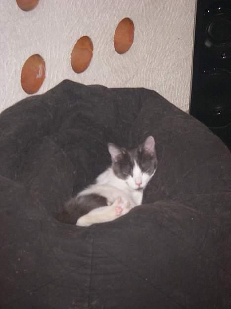 Blanding af racer Nemo billede 9