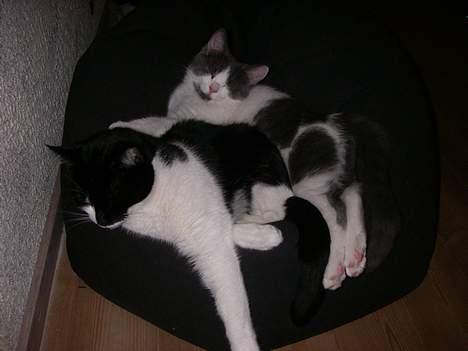 Blanding af racer Nemo - Den totale hygge med søster Stitch som pude billede 10