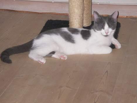 Blanding af racer Nemo - Kongen ved foden afsit lille slot billede 11