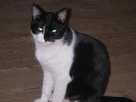 Huskat Stitch billede 12