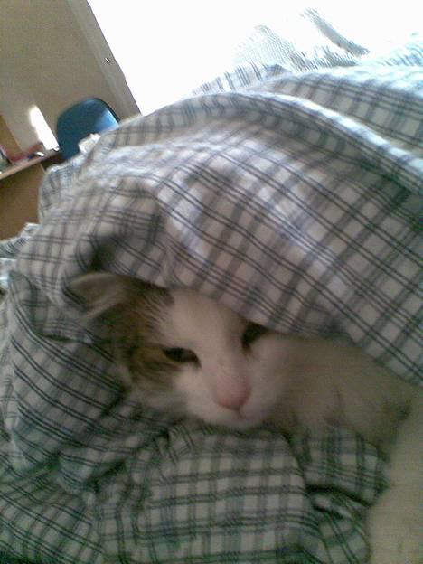 Norsk Skovkat Gismo - Putte-mis billede 1