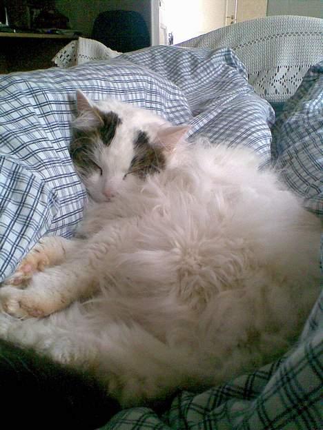 Norsk Skovkat Gismo - Gismo igang med sin ynlingsbeskæftigelse! billede 2