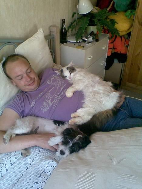 Norsk Skovkat Gismo - Totte-hund, kæresten og Gismo billede 4