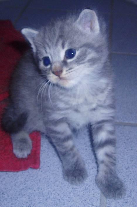 Huskat Toddie | Død :'/ - 3 uger (: billede 9