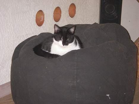 Huskat Stitch billede 13