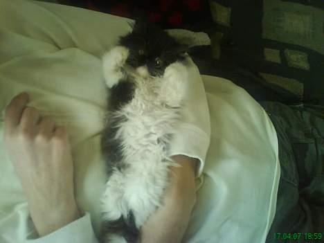 Perser Misja billede 7