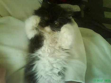 Perser Misja billede 8