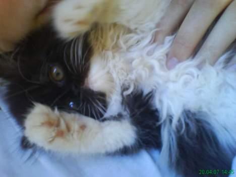 Perser Misja billede 9