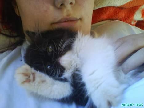 Perser Misja billede 10