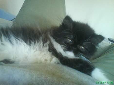 Perser Misja billede 11