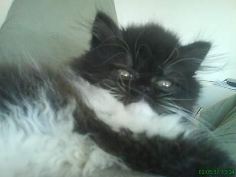 Perser Misja billede 12