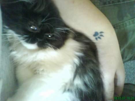 Perser Misja billede 13