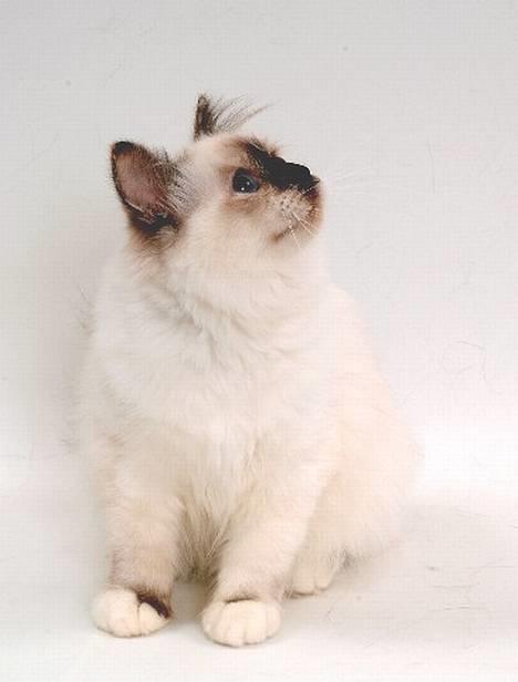 Hellig Birma DK*Svanesøen's Star Rediz billede 1