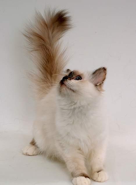 Hellig Birma DK*Svanesøen's Star Rediz billede 2