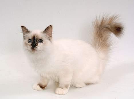 Hellig Birma DK*Svanesøen's Star Rediz billede 3