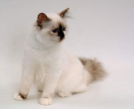 Hellig Birma DK*Svanesøen's Star Rediz billede 4