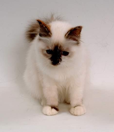 Hellig Birma DK*Svanesøen's Star Rediz billede 5