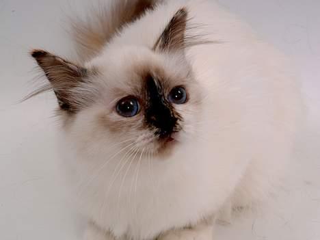 Hellig Birma DK*Svanesøen's Star Rediz billede 6