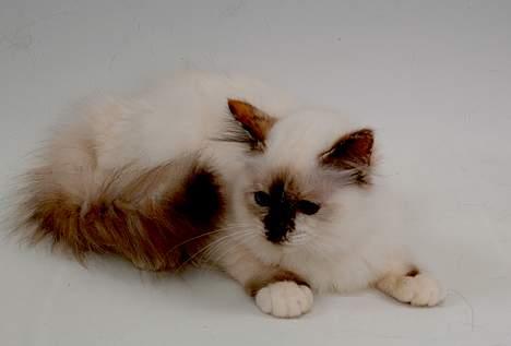 Hellig Birma DK*Svanesøen's Star Rediz billede 7