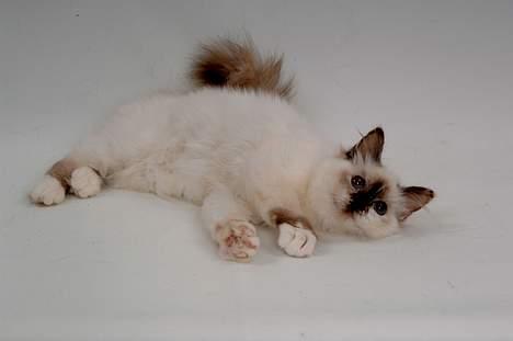 Hellig Birma DK*Svanesøen's Star Rediz billede 8