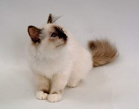 Hellig Birma DK*Svanesøen's Star Rediz billede 9