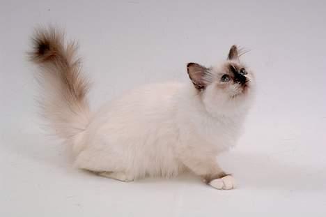 Hellig Birma DK*Svanesøen's Star Rediz billede 10