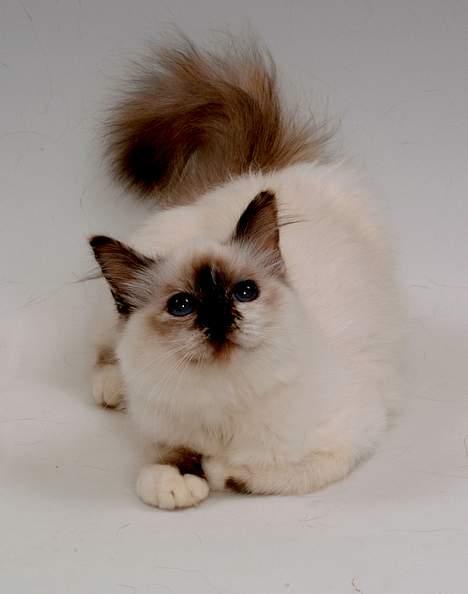 Hellig Birma DK*Svanesøen's Star Rediz billede 11