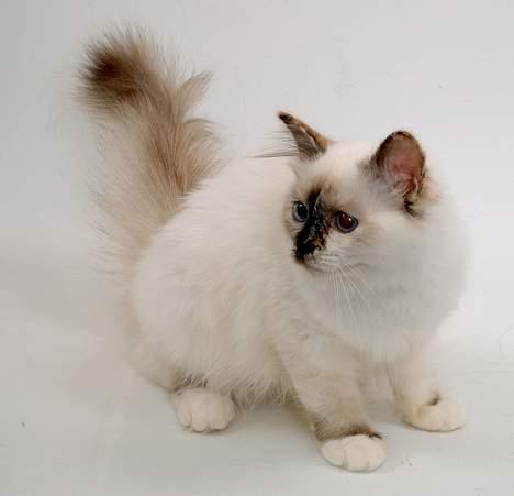 Hellig Birma DK*Svanesøen's Star Rediz billede 12