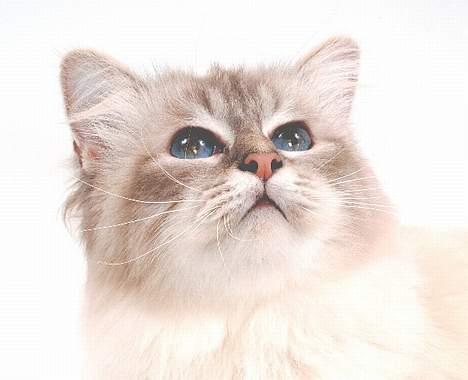 Hellig Birma DK*Svanesøen's Iznogut  billede 1