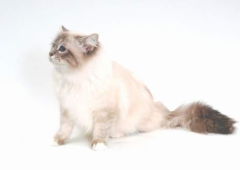 Hellig Birma DK*Svanesøen's Iznogut  billede 2