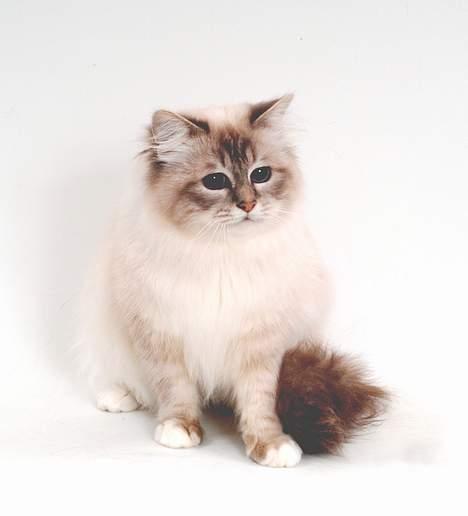 Hellig Birma DK*Svanesøen's Iznogut  billede 3