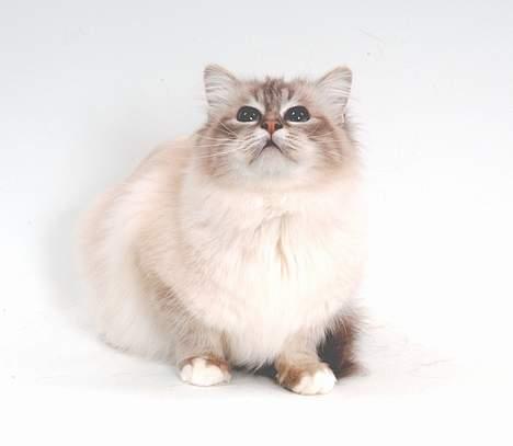 Hellig Birma DK*Svanesøen's Iznogut  billede 4