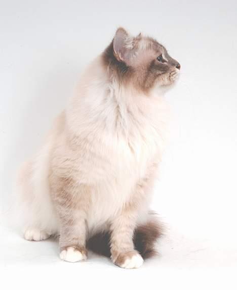 Hellig Birma DK*Svanesøen's Iznogut  billede 5