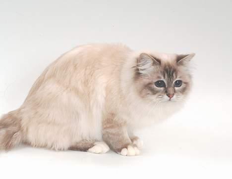 Hellig Birma DK*Svanesøen's Iznogut  billede 6