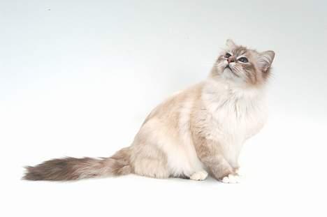 Hellig Birma DK*Svanesøen's Iznogut  billede 7