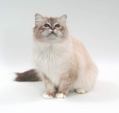 Hellig Birma DK*Svanesøen's Iznogut  billede 8