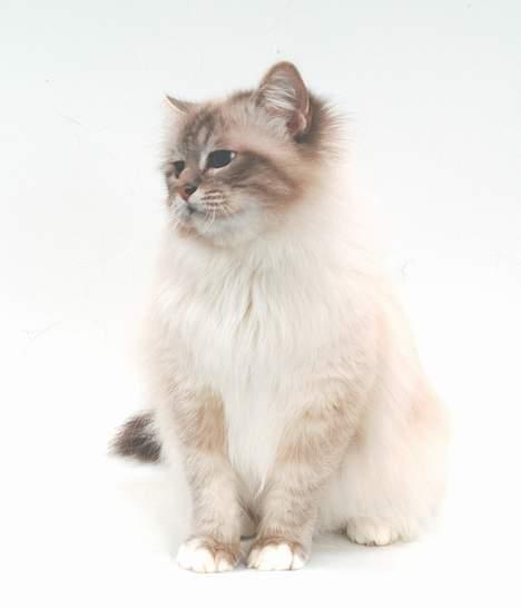 Hellig Birma DK*Svanesøen's Iznogut  billede 9