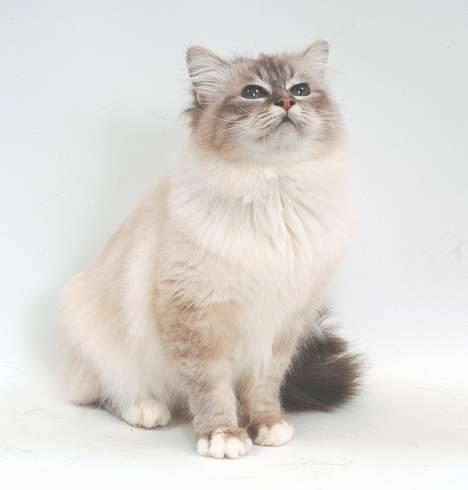 Hellig Birma DK*Svanesøen's Iznogut  billede 10