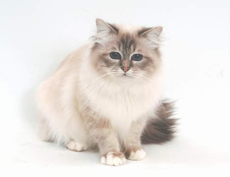 Hellig Birma DK*Svanesøen's Iznogut  billede 11