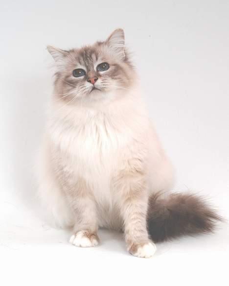 Hellig Birma DK*Svanesøen's Iznogut  billede 12