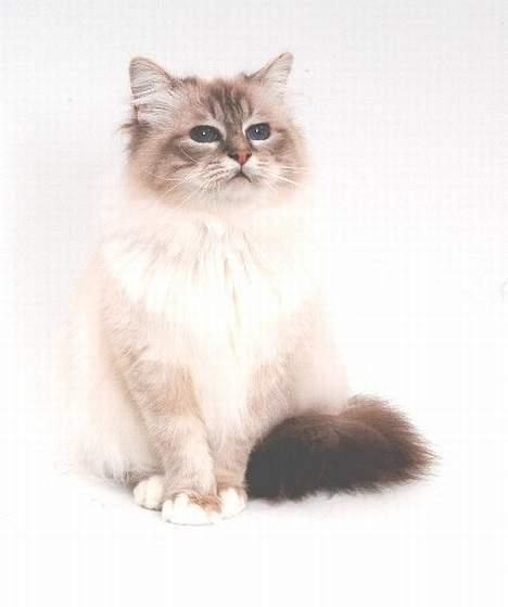 Hellig Birma DK*Svanesøen's Iznogut  billede 13