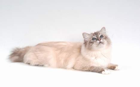 Hellig Birma DK*Svanesøen's Iznogut  billede 14