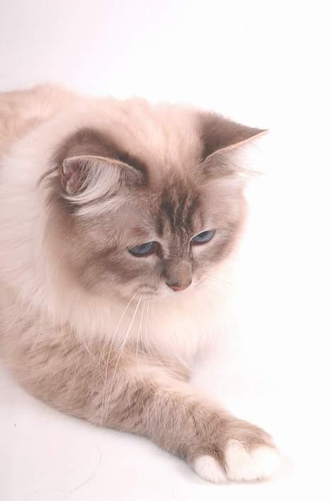 Hellig Birma DK*Svanesøen's Iznogut  billede 15