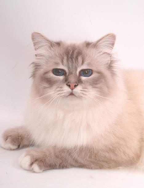 Hellig Birma DK*Svanesøen's Iznogut  billede 16