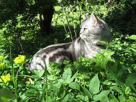 British Shorthair Qaiser - *NYT* Qaiser ude i den grønne vildmark.... billede 20