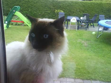 Ragdoll Mikkel - tutelut tutelut billede 11