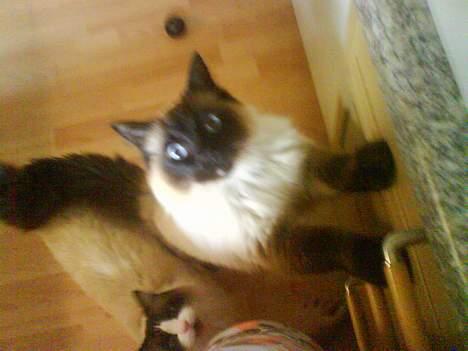 Ragdoll Mikkel - gi lidt guf  billede 12